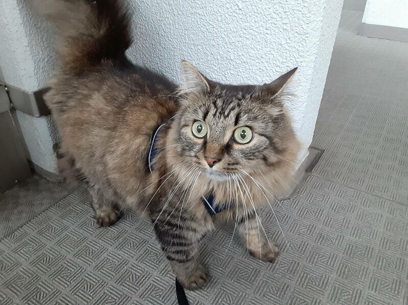 File:Swiffer in cat leash.jpg